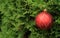 Christmas ball on an evegreen tree