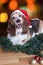 Christmas Basset Hound wears Santa hat with tongue