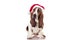 Christmas Basset puppy