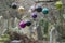 Christmas baubles in southampton old cemetery