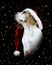 Christmas beagle dog wearing a Santa hat