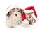 Christmas Bengal cat and Biewer-Yorkshire terrier puppy in red santa hat on white