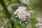 Christmas berry Photinia villosa, cluster of white flowers