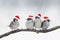 Christmas birds with little red hats during a snowfall