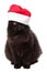 Christmas bkack cat in red santa hat isolated