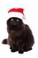 Christmas bkack cat in red santa hat isolated