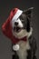 Christmas border collie dog in a red Santa hat