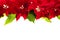 Christmas border with red poinsettias