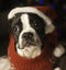 Christmas Boston Terrier in Santa Hat