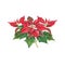Christmas bouquet of poinsettia on a white background.Watercolor illustration of a red poinsettias. Euphorbia pulcherrima.