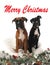 Christmas boxer dogs