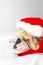 Christmas Bulldog in a hat