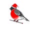 A Christmas bullfinch on a white background