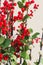 Christmas bunch of flower with mistletoe