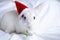 Christmas bunny 2023. White fluffy bunny sits in a santa hat on a white background. Greeting card with copy space cute