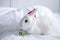 Christmas bunny 2023. White fluffy bunny sits in a santa hat on a white background. Greeting card with copy space cute