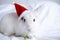 Christmas bunny 2023. White fluffy bunny sits in a santa hat on a white background. Greeting card with copy space cute