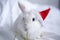 Christmas bunny 2023. White fluffy bunny sits in a santa hat on a white background. Greeting card with copy space cute