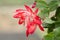 Christmas Cactus