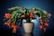 Christmas cactus