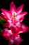 Christmas cactus bloom