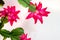 Christmas cactus flowers with green leaves, Schlumbergera, top view