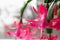 Christmas cactus flowers with green leaves, Schlumbergera, top view