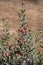 Christmas Cactus at Phoenix Sonoran Preserve