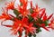 Christmas Cactus - Red