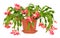 Christmas cactus (Schlumbergera) in pot isolated on white background