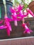 Christmas cactus winter plants