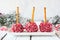 Christmas candy cane chocolate cheese ball appetizers with a white background