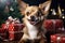 Christmas canine cuteness: chihuahua and gifts