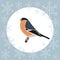 Christmas card bullfinch blue