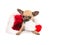 Christmas card with cute chihuahua puppy dog chewing on santa\'s hat