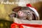 Christmas card with cute newborn santa pig in gift present box. Decorations symbol of the year Chinese calendar. Russian text happ