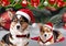 Christmas card featuring a pair of cute Welsh Corgi Cardigan with Christmas clothes on a Christmas background