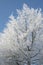 Christmas card of a frosted beech tree wth ripe