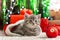 Christmas Cat. Beautiful little tabby kitten, kitty, cat in red Santa Claus hat near Christmas red gift boxes, decorations and