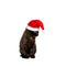 Christmas cat cap humor white