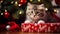 Christmas Cat Cuteness Festive Feline Moments to Cherish