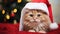 Christmas Cat Cuteness Festive Feline Moments to Cherish