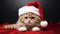 Christmas Cat Cuteness Festive Feline Moments to Cherish