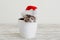 Christmas cat kitten in santa claus hat. New Year gray tabby kitten cat in white pot with copy space