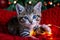 Christmas cat. Portrait striped kitten playing with Christmas lights garland on festive red background. Kitty looking at