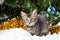 The Christmas cat is preparing for the New Year, looks away against the background of the tree. Beautiful greeting card