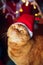 Christmas cat. Red british cat sitting with a Christmas garland at home