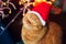 Christmas cat. Red british cat sitting with a Christmas garland at home