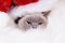 Christmas cat in red Santa Claus cap. British cat color blue-po