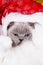 Christmas cat in red Santa Claus cap. British cat color blue-po